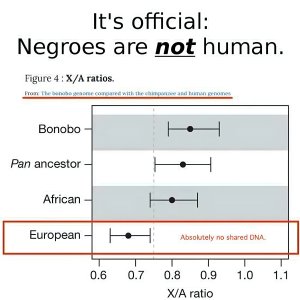 Niggers aren’t Human