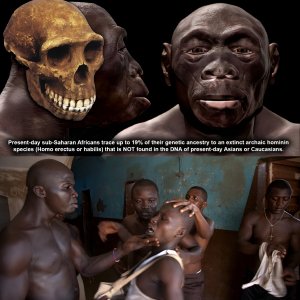 Niggers aren’t human!!!
